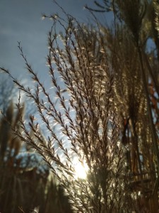 IMG-20210101-WA0007