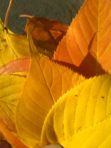 IMG_20131024_165912 - kopie
