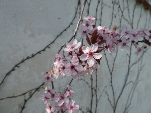 P1070556